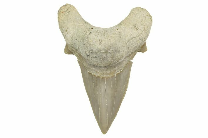 Fossil Shark Tooth (Otodus) - Morocco #353415